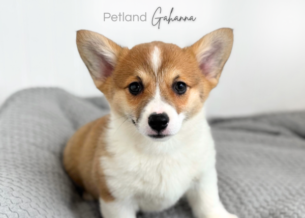 [#261036-04]  - Sable / White F Pembroke Welsh Corgi Puppies for Sale
