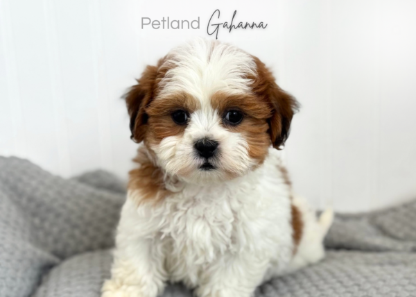 [#261182-02]  - Brown / White M Teddy Bear Puppies for Sale