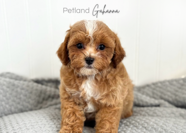 [#26936-01]  - Red M Cavapoo F2 Puppies for Sale