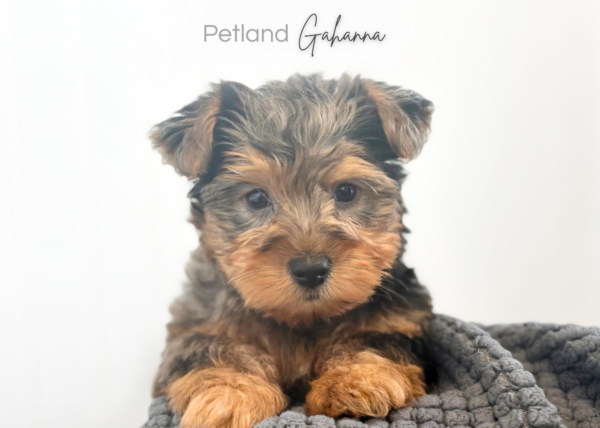 [#900263003632066]  - Blue Merle/Tan Male Poodle/Yorkie Dog