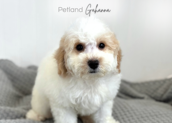 [#26908-03]  - White F Bichapoo Puppies for Sale
