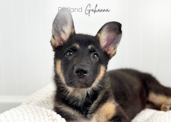 [#26939-05]  - Black / Tan F German Shepherd Dog Puppies for Sale