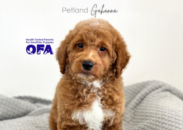 [#26935-03]  - Red M Goldendoodle Mini 2nd Gen Puppies for Sale