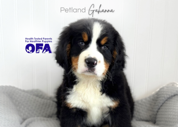 [#26968-05]  - Black M Bernese Mountain Dog Puppies for Sale