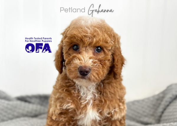 [#26970-03]  - Red M Poodle Puppies for Sale