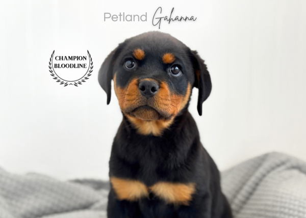 [#26927-04]  - Black / Tan F Rottweiler Puppies for Sale