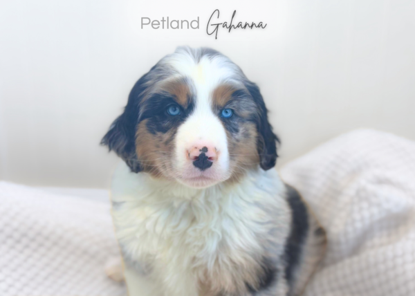[#26824-02]  - Blue Merle M Australian Shepherd Puppies for Sale