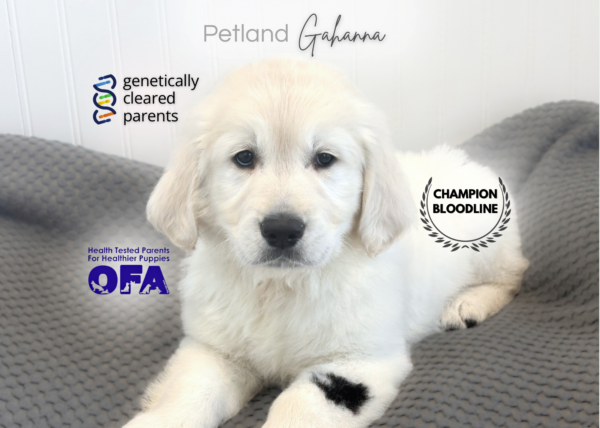 [#990000015237939]  - English Cream with Black Spot Male Golden Retriever Dog