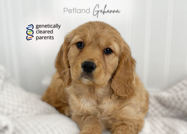 [#990000015237936]  - Golden Female Mini Golden Retriever Dog