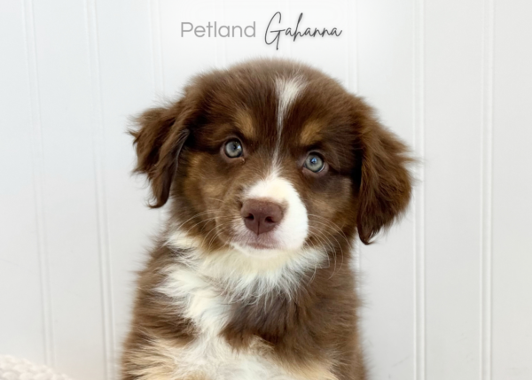 [#261023-06]  - Red / White F Miniature Australian Shepherd Puppies for Sale