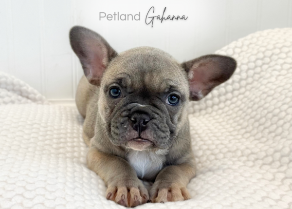 [#992000001024380]  - Isabella Female French Bulldog Dog