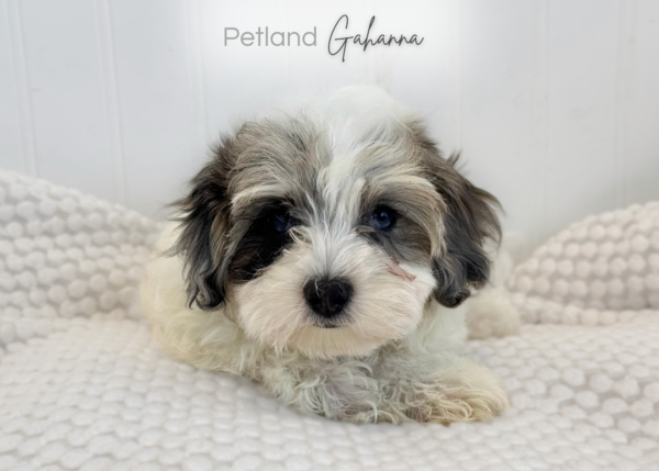 [#261109-01]  - White / Tan F Maltipoo Puppies for Sale