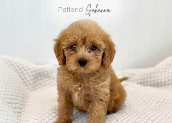 [#990000015135159]  - Red with White Markings Female Cavapoo Dog