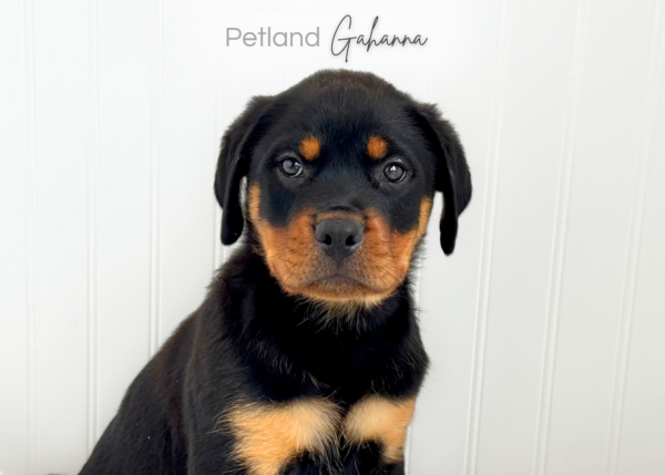 [#261285-01]  - Black / Tan M Rottweiler Puppies for Sale