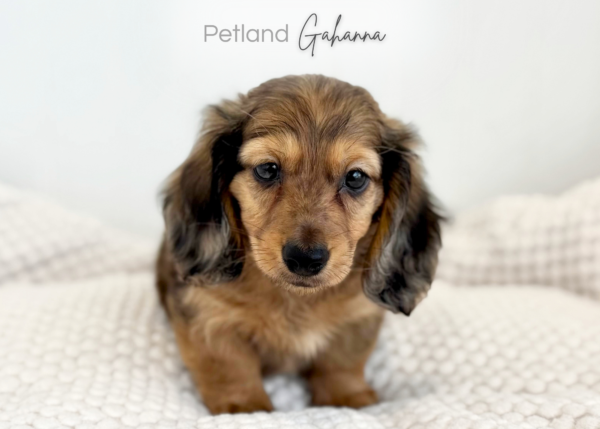 [#261068-03]  - Chocolate / Tan M Dachshund Puppies for Sale