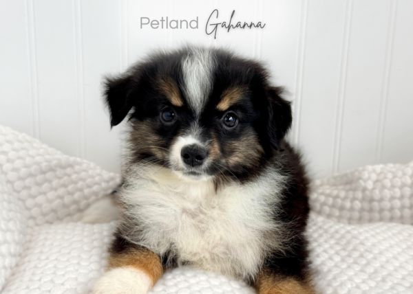 [#261016-02]  - Black White / Tan M Miniature Australian Shepherd Puppies for Sale