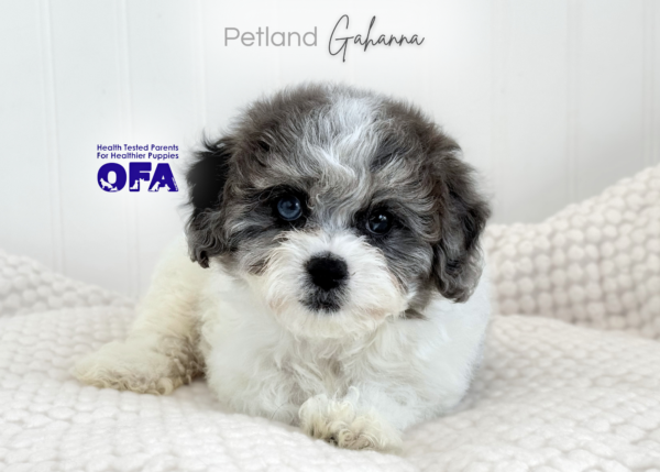 [#261139-03]  - Blue Merle / White F Bichapoo Puppies for Sale
