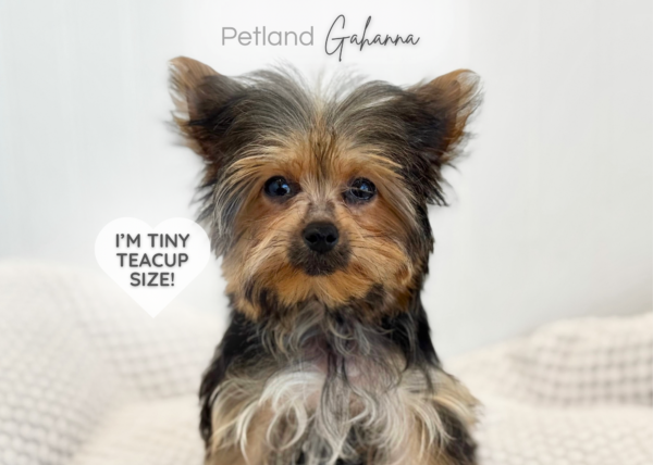 [#900217001586783]  - Black/Tan Female Morkie Dog