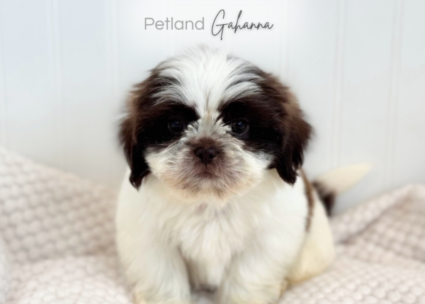 [#990000008982728]  - Chocolate/White Male Shih Tzu Dog