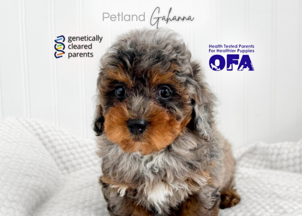 [#990000015140760]  - Blue Merle Male Yorkiepoo Dog