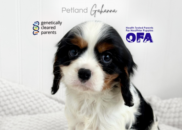 [#990000015237821]  - Black/White Tri Male Cavalier King Charles Spaniel Dog