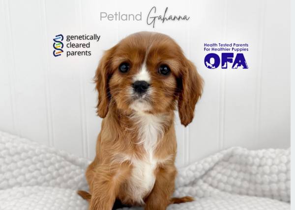 [#990000015237834]  - Ruby Female Cavalier King Charles Spaniel Dog