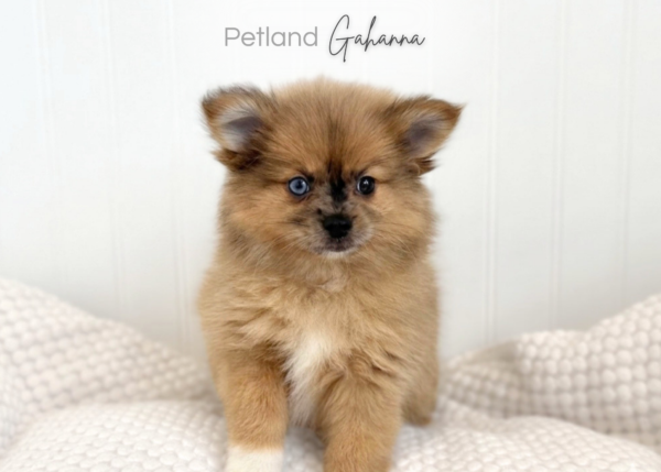 [#261171-02]  - Blue Merle F Pomeranian Puppies for Sale