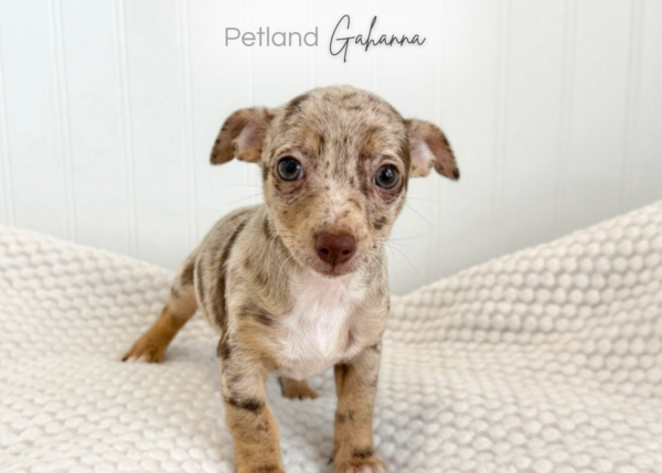 [#900217001585017]  - Chocolate Dapple Female Chiweenie Dog