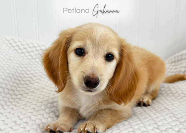 [#990000014300226]  - Male Mini Dachshund Dog