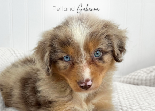 [#261476-04]  - Red Merle M Australian Shepherd Puppies for Sale