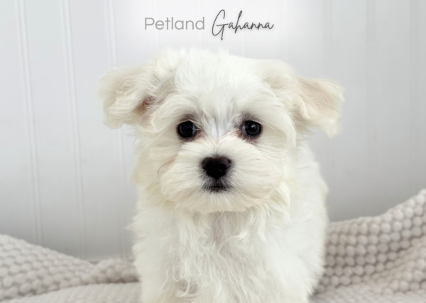 [#261345-02]  - White M Maltese Puppies for Sale