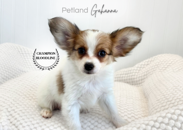 [#261162-01]  - Red / White M Papillon Puppies for Sale