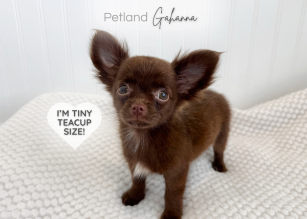 [#990000008982724]  - Chocolate Male Chihuahua Dog