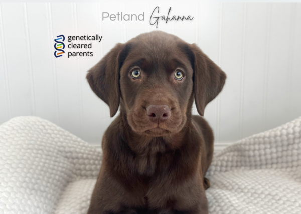 [#900263008339591]  - Chocolate Female Labrador Retriever Dog