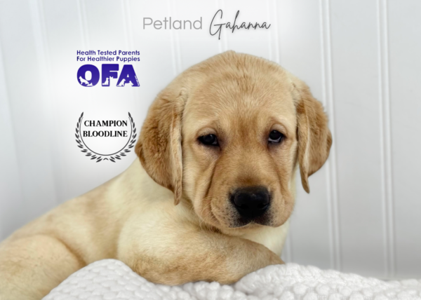 [#261308-05]  - Yellow F Labrador Retriever Puppies for Sale