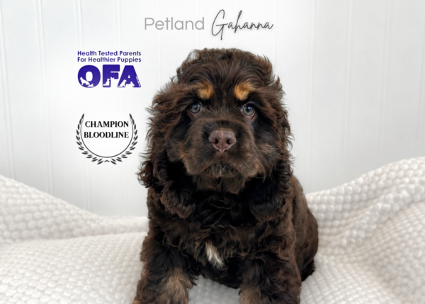 [#261204-04]  - Chocolate M Cocker Spaniel Puppies for Sale