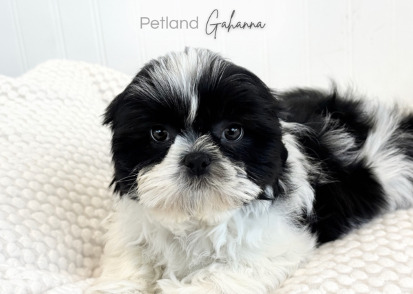 [#261302-05]  - Black / White F Shih Tzu Puppies for Sale
