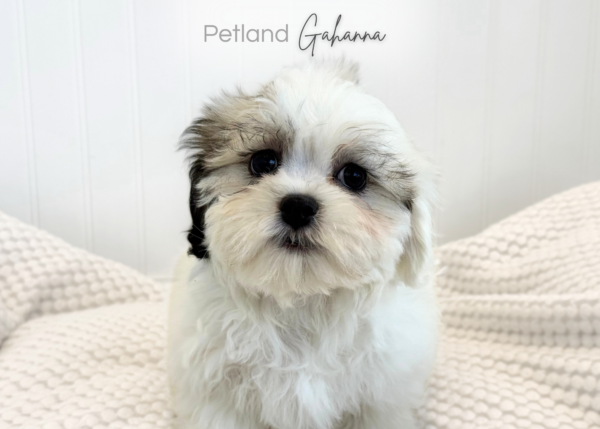 [#261462-02]  - Brown / White F Teddy Bear Puppies for Sale