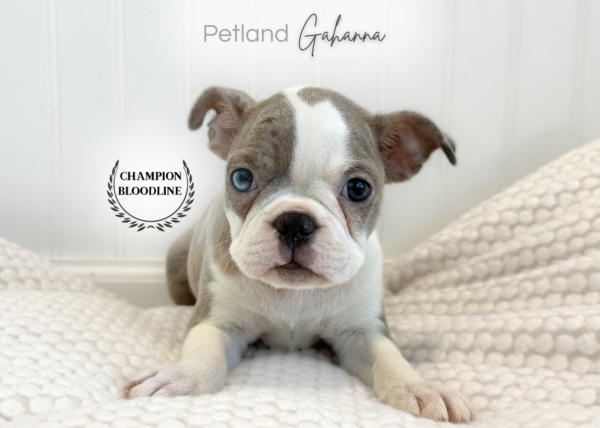 [#261337-03]  - Gray M Boston Terrier Puppies for Sale