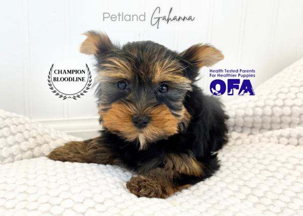 [#261608-05]  - Black / Tan F Yorkshire Terrier Puppies for Sale