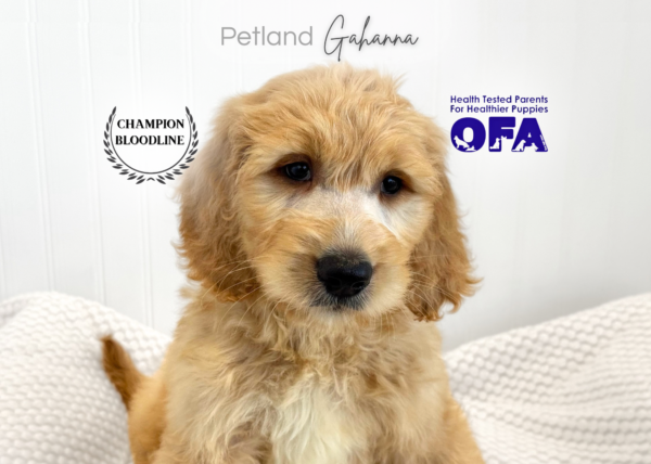 [#261483-01]  - Golden M Goldendoodle Puppies for Sale