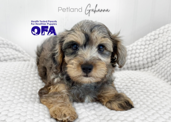 [#261030-07]  - Blue Merle F Yorkiepoo Puppies for Sale