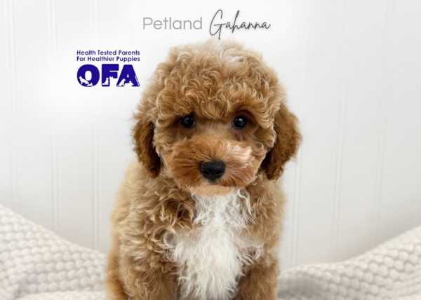 [#261181-01]  - Light Red M Poodle Puppies for Sale