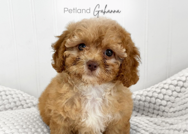 [#9010110000479750]  - Apricot Female Cockapoo Dog