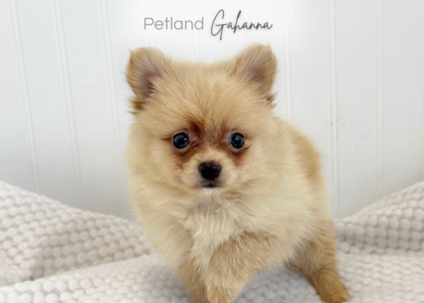 [#900217001585018]  - Male Pomeranian Dog