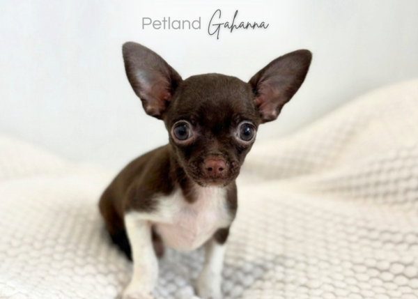 [#900217001585012]  - Chocolate & White Male Chihuahua Dog
