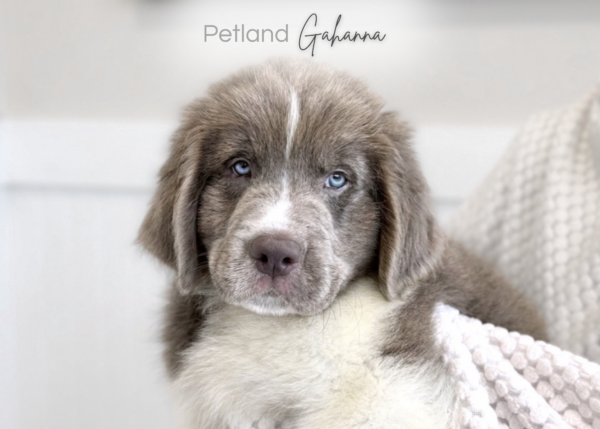 [#900263005018201]  - Cream & Grey Male Newfoundland Dog