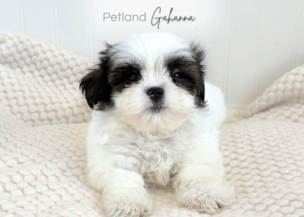 [#900263000252908]  - Black & White Male Maltese/Shih Tzu Dog