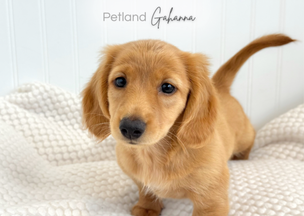 [#990000015135148]  - Golden Red (Long Hair) Male Dachshund Dog