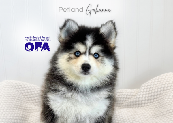 [#26985-07]  - Gray / White F Pomsky Puppies for Sale